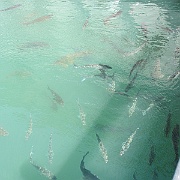 Picture 047
